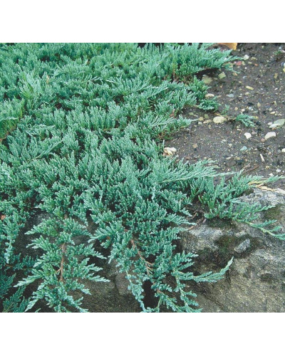 Ялівець горизонтальний Глаука | Juniperus horizontalis Glauca | Можжевельник горизонтальный Глаука