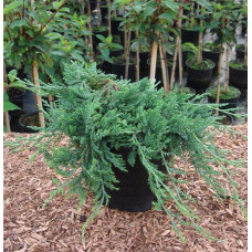 Ялівець горизонтальний Глаука | Juniperus horizontalis Glauca | Можжевельник горизонтальный Глаука
