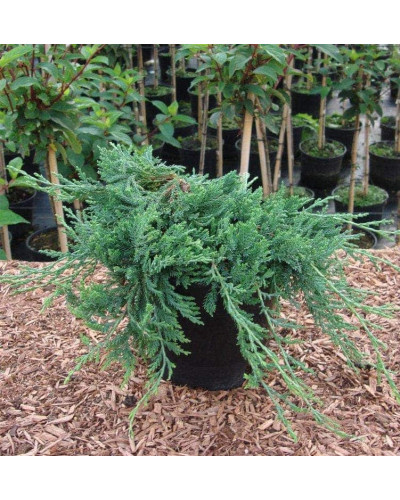 Ялівець горизонтальний Глаука | Juniperus horizontalis Glauca | Можжевельник горизонтальный Глаука