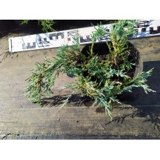 Ялівець горизонтальний Глаука | Juniperus horizontalis Glauca | Можжевельник горизонтальный Глаука