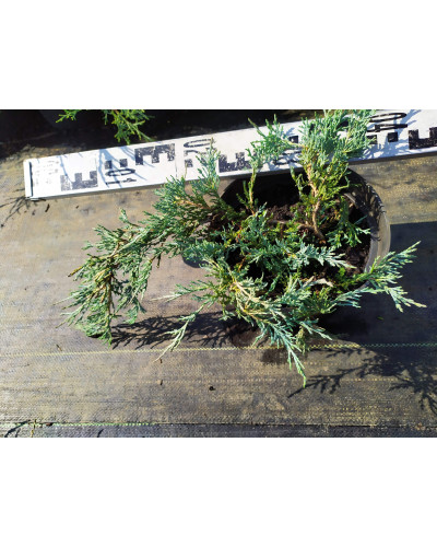 Ялівець горизонтальний Глаука | Juniperus horizontalis Glauca | Можжевельник горизонтальный Глаука