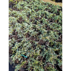 Ялівець горизонтальний Глаука | Juniperus horizontalis Glauca | Можжевельник горизонтальный Глаука