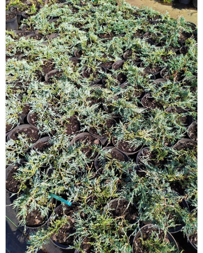 Ялівець горизонтальний Глаука | Juniperus horizontalis Glauca | Можжевельник горизонтальный Глаука