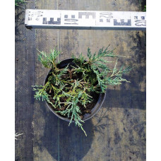 Ялівець горизонтальний Глаука | Juniperus horizontalis Glauca | Можжевельник горизонтальный Глаука