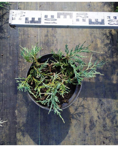 Ялівець горизонтальний Глаука | Juniperus horizontalis Glauca | Можжевельник горизонтальный Глаука