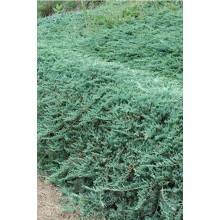 Ялівець горизонтальний Гласієр / Глацієр |  Juniperus horizontalis Glacier | Можжевельник горизонтальный Гласиер / Глациер