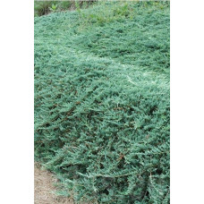 Ялівець горизонтальний Гласієр / Глацієр |  Juniperus horizontalis Glacier | Можжевельник горизонтальный Гласиер / Глациер