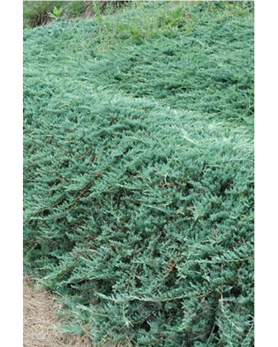 Ялівець горизонтальний Гласієр / Глацієр | Juniperus horizontalis Glacier | Можжевельник горизонтальный Гласиер / Глациер