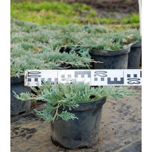 Ялівець горизонтальний Гласієр / Глацієр |  Juniperus horizontalis Glacier | Можжевельник горизонтальный Гласиер / Глациер