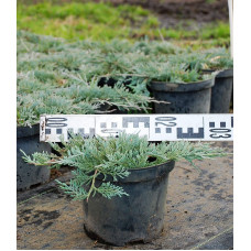 Ялівець горизонтальний Гласієр / Глацієр |  Juniperus horizontalis Glacier | Можжевельник горизонтальный Гласиер / Глациер