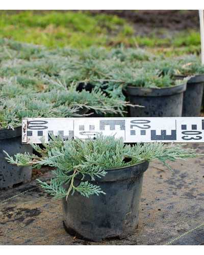 Ялівець горизонтальний Гласієр / Глацієр | Juniperus horizontalis Glacier | Можжевельник горизонтальный Гласиер / Глациер
