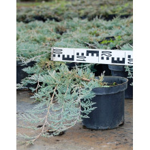 Ялівець горизонтальний Гласієр / Глацієр |  Juniperus horizontalis Glacier | Можжевельник горизонтальный Гласиер / Глациер