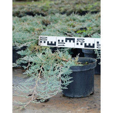 Ялівець горизонтальний Гласієр / Глацієр |  Juniperus horizontalis Glacier | Можжевельник горизонтальный Гласиер / Глациер