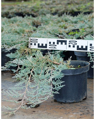 Ялівець горизонтальний Гласієр / Глацієр | Juniperus horizontalis Glacier | Можжевельник горизонтальный Гласиер / Глациер