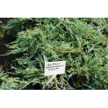 Ялівець горизонтальний Гласієр / Глацієр |  Juniperus horizontalis Glacier | Можжевельник горизонтальный Гласиер / Глациер