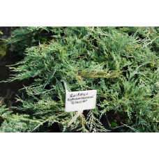 Ялівець горизонтальний Гласієр / Глацієр |  Juniperus horizontalis Glacier | Можжевельник горизонтальный Гласиер / Глациер