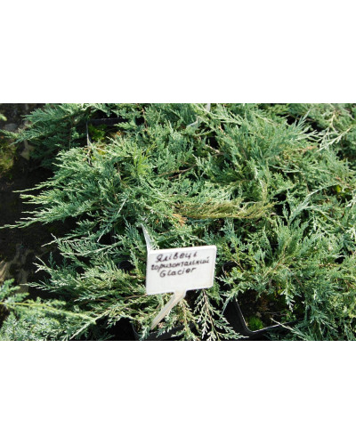 Ялівець горизонтальний Гласієр / Глацієр | Juniperus horizontalis Glacier | Можжевельник горизонтальный Гласиер / Глациер