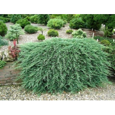 Ялівець горизонтальний Гласієр / Глацієр |  Juniperus horizontalis Glacier | Можжевельник горизонтальный Гласиер / Глациер