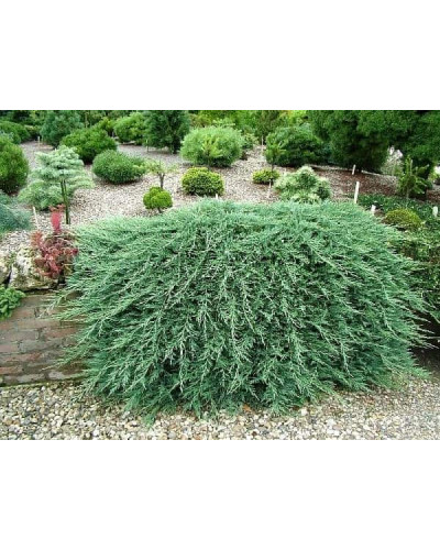 Ялівець горизонтальний Гласієр / Глацієр | Juniperus horizontalis Glacier | Можжевельник горизонтальный Гласиер / Глациер