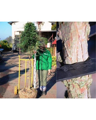 Ялівець горизонтальний Вілтоні на штамбі | Juniperus horizontalis Wiltonii on shtambe | Можжевельник горизонтальный Вилтони на штамбе