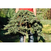 Ялівець горизонтальний Вілтоні на штамбі | Juniperus horizontalis Wiltonii on shtambe | Можжевельник горизонтальный Вилтони на штамбе