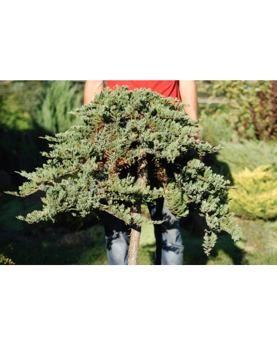 Ялівець горизонтальний Вілтоні на штамбі | Juniperus horizontalis Wiltonii on shtambe | Можжевельник горизонтальный Вилтони на штамбе