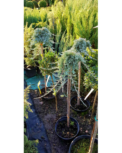 Ялівець горизонтальний Вілтоні на штамбі | Juniperus horizontalis Wiltonii on shtambe | Можжевельник горизонтальный Вилтони на штамбе