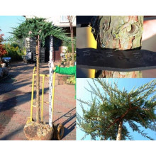 Ялівець горизонтальний Вілтоні на штамбі | Juniperus horizontalis Wiltonii on shtambe | Можжевельник горизонтальный Вилтони на штамбе