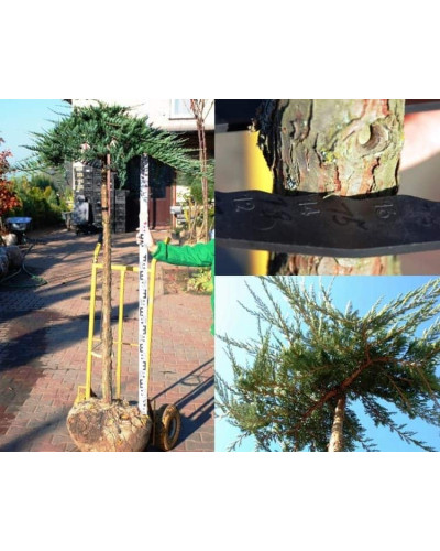 Ялівець горизонтальний Вілтоні на штамбі | Juniperus horizontalis Wiltonii on shtambe | Можжевельник горизонтальный Вилтони на штамбе