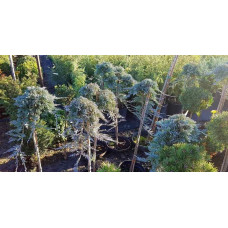 Ялівець горизонтальний Вілтоні на штамбі | Juniperus horizontalis Wiltonii on shtambe | Можжевельник горизонтальный Вилтони на штамбе
