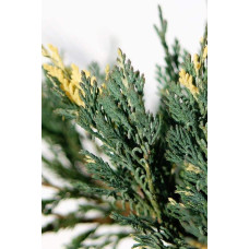 Ялівець горизонтальний Варієгата | Juniperus horizontalis Variegata | Можжевельник горизонтальный Вариегата