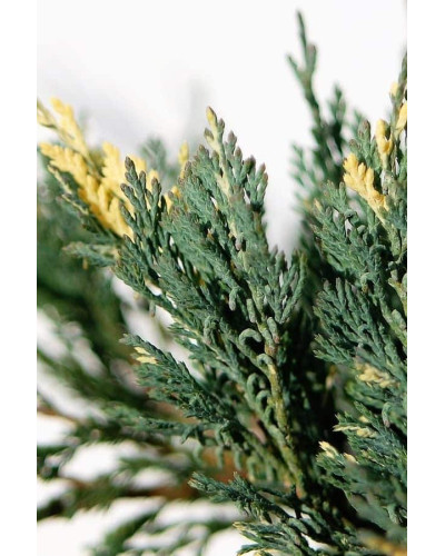 Ялівець горизонтальний Варієгата | Juniperus horizontalis Variegata | Можжевельник горизонтальный Вариегата