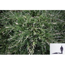 Ялівець горизонтальний Варієгата | Juniperus horizontalis Variegata | Можжевельник горизонтальный Вариегата