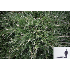 Ялівець горизонтальний Варієгата | Juniperus horizontalis Variegata | Можжевельник горизонтальный Вариегата