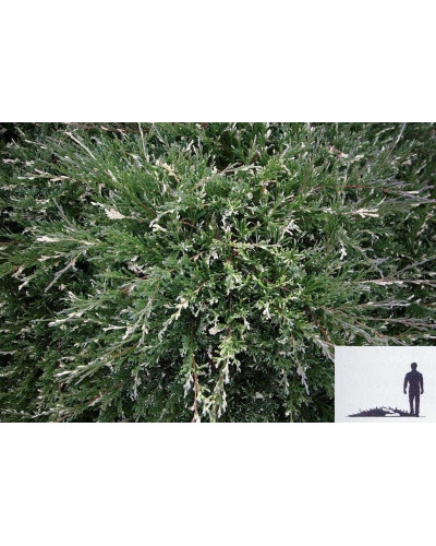 Ялівець горизонтальний Варієгата | Juniperus horizontalis Variegata | Можжевельник горизонтальный Вариегата
