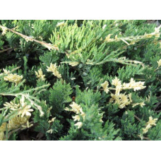 Ялівець горизонтальний Варієгата | Juniperus horizontalis Variegata | Можжевельник горизонтальный Вариегата