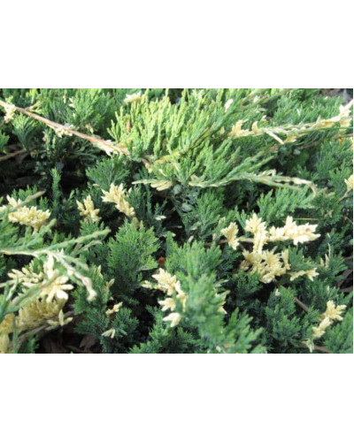 Ялівець горизонтальний Варієгата | Juniperus horizontalis Variegata | Можжевельник горизонтальный Вариегата