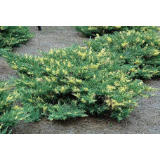 Ялівець горизонтальний Варієгата | Juniperus horizontalis Variegata | Можжевельник горизонтальный Вариегата