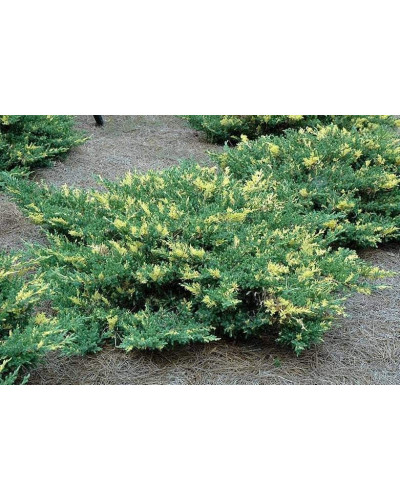 Ялівець горизонтальний Варієгата | Juniperus horizontalis Variegata | Можжевельник горизонтальный Вариегата