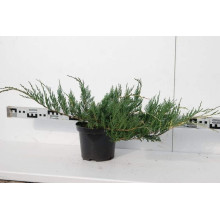 Ялівець горизонтальний Варієгата | Juniperus horizontalis Variegata | Можжевельник горизонтальный Вариегата