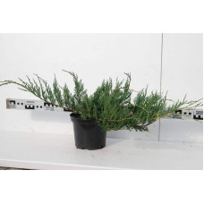 Ялівець горизонтальний Варієгата | Juniperus horizontalis Variegata | Можжевельник горизонтальный Вариегата