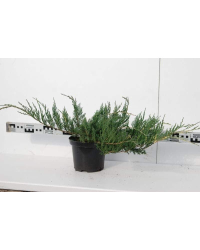 Ялівець горизонтальний Варієгата | Juniperus horizontalis Variegata | Можжевельник горизонтальный Вариегата