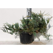 Ялівець горизонтальний Варієгата | Juniperus horizontalis Variegata | Можжевельник горизонтальный Вариегата