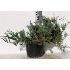 Ялівець горизонтальний Варієгата | Juniperus horizontalis Variegata | Можжевельник горизонтальный Вариегата