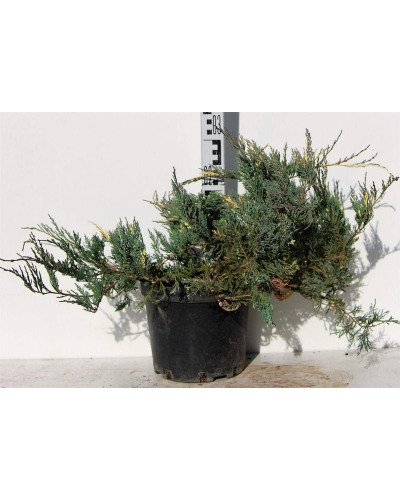 Ялівець горизонтальний Варієгата | Juniperus horizontalis Variegata | Можжевельник горизонтальный Вариегата