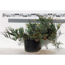 Ялівець горизонтальний Варієгата | Juniperus horizontalis Variegata | Можжевельник горизонтальный Вариегата