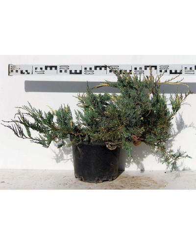 Ялівець горизонтальний Варієгата | Juniperus horizontalis Variegata | Можжевельник горизонтальный Вариегата