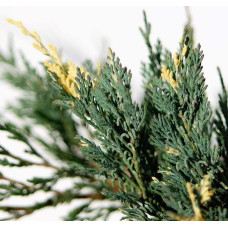 Ялівець горизонтальний Варієгата | Juniperus horizontalis Variegata | Можжевельник горизонтальный Вариегата