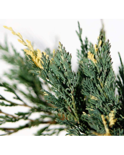 Ялівець горизонтальний Варієгата | Juniperus horizontalis Variegata | Можжевельник горизонтальный Вариегата