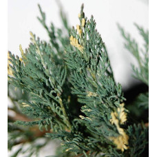 Ялівець горизонтальний Варієгата | Juniperus horizontalis Variegata | Можжевельник горизонтальный Вариегата